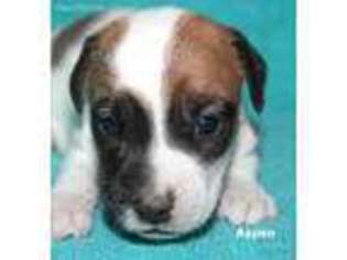 Jack Russell Terrier Puppy for sale in Seymour, TX, USA