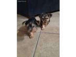 Yorkshire Terrier Puppy for sale in Tucson, AZ, USA