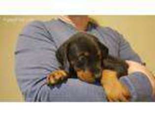 Doberman Pinscher Puppy for sale in Buford, GA, USA