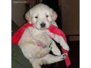 Golden Retriever Puppy for sale in Jefferson, OH, USA