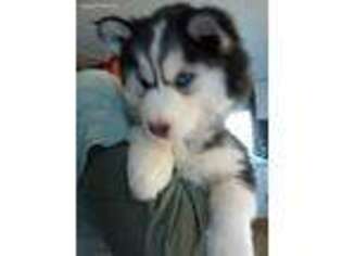 Siberian Husky Puppy for sale in Stephentown, NY, USA