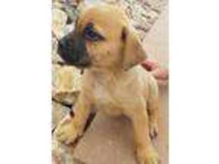Bullmastiff Puppy for sale in Sierra Vista, AZ, USA