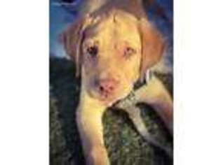 Labrador Retriever Puppy for sale in Albany, CA, USA