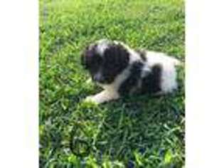 Mutt Puppy for sale in Wickliffe, KY, USA