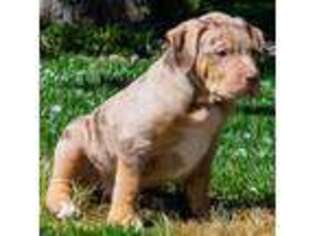 Mutt Puppy for sale in Fond Du Lac, WI, USA