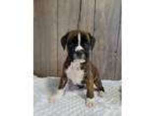 Boxer Puppy for sale in Middlebury, IN, USA