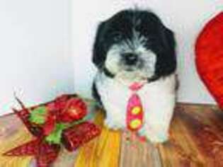 Shih-Poo Puppy for sale in Ansonia, CT, USA