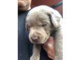 Labrador Retriever Puppy for sale in Chickasha, OK, USA