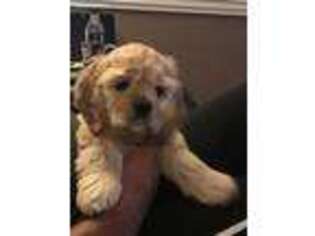Cocker Spaniel Puppy for sale in Kingsport, TN, USA