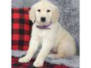 Mutt Puppy for sale in Centerville, PA, USA