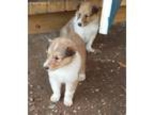 Collie Puppy for sale in Ranger, GA, USA