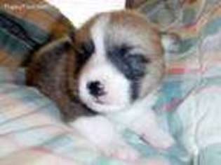 Pembroke Welsh Corgi Puppy for sale in San Pierre, IN, USA