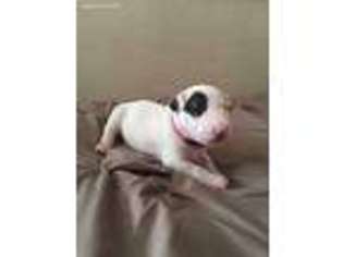 Bull Terrier Puppy for sale in American Canyon, CA, USA