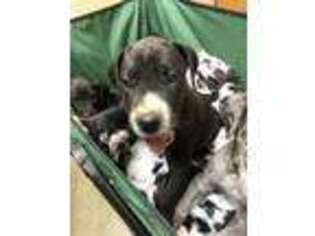 Great Dane Puppy for sale in Kings Mountain, NC, USA