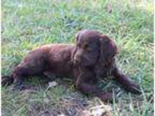 Boykin Spaniel Puppy for sale in Russellville, OH, USA