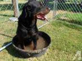 Rottweiler Puppy for sale in ALVA, OK, USA