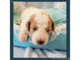 Goldendoodle Puppy for sale in Loogootee, IN, USA