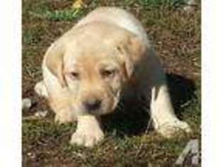 Labrador Retriever Puppy for sale in LUNENBURG, MA, USA