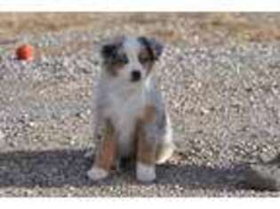 Miniature Australian Shepherd Puppy for sale in Cache, OK, USA