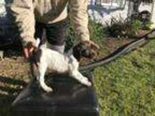 German Shorthaired Pointer Puppy for sale in Rancho Cucamonga, CA, USA