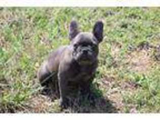 French Bulldog Puppy for sale in Coffeyville, KS, USA