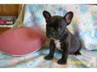 French Bulldog Puppy for sale in DENTON, TX, USA