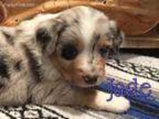 Miniature Australian Shepherd Puppy for sale in Tobias, NE, USA