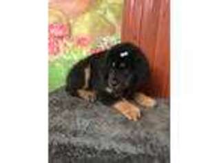 Tibetan Mastiff Puppy for sale in Blooming Prairie, MN, USA