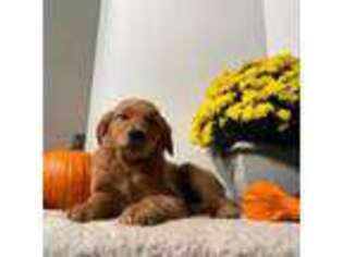 Golden Retriever Puppy for sale in Pittstown, NJ, USA