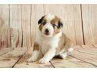 Australian Shepherd Puppy for sale in California, MO, USA