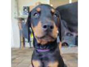 Doberman Pinscher Puppy for sale in Clearwater, FL, USA