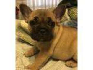 French Bulldog Puppy for sale in Penrose, CO, USA