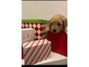 Goldendoodle Puppy for sale in Leander, TX, USA