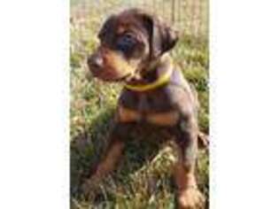 Doberman Pinscher Puppy for sale in Derby, KS, USA