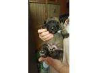 Belgian Malinois Puppy for sale in Cartersville, GA, USA