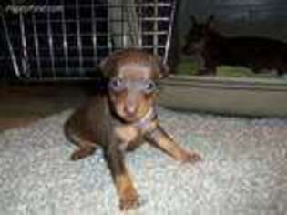 Miniature Pinscher Puppy for sale in Deer Park, TX, USA