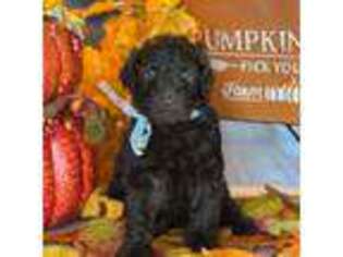 Labradoodle Puppy for sale in Bradenton, FL, USA