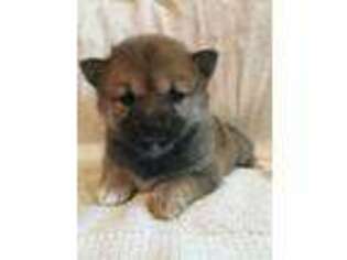 Shiba Inu Puppy for sale in Hartville, MO, USA