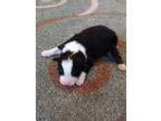 Australian Shepherd Puppy for sale in Drury, MO, USA