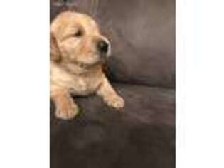 Golden Retriever Puppy for sale in Bellflower, CA, USA