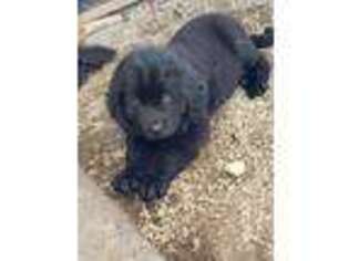Newfoundland Puppy for sale in Cherokee, KS, USA