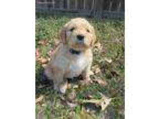 Goldendoodle Puppy for sale in Conway, AR, USA