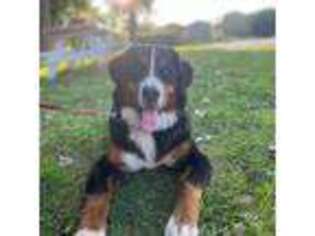 Bernese Mountain Dog Puppy for sale in Batavia, NY, USA