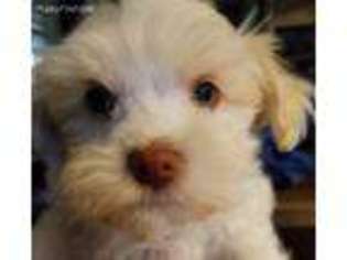 Havanese Puppy for sale in Roberts, MT, USA
