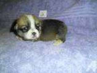 Pembroke Welsh Corgi Puppy for sale in GOLDSBORO, NC, USA