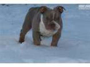 Olde English Bulldogge Puppy for sale in Minneapolis, MN, USA