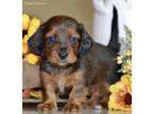 Dachshund Puppy for sale in Anderson, MO, USA