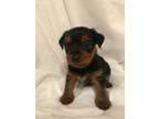 Yorkshire Terrier Puppy for sale in O Fallon, IL, USA