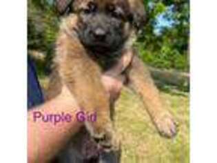 German Shepherd Dog Puppy for sale in Staunton, VA, USA