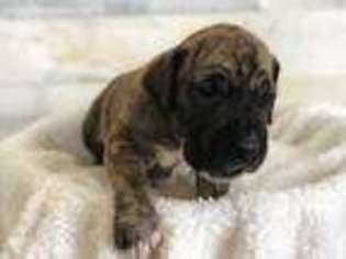 Great Dane Puppy for sale in Beulah, MI, USA